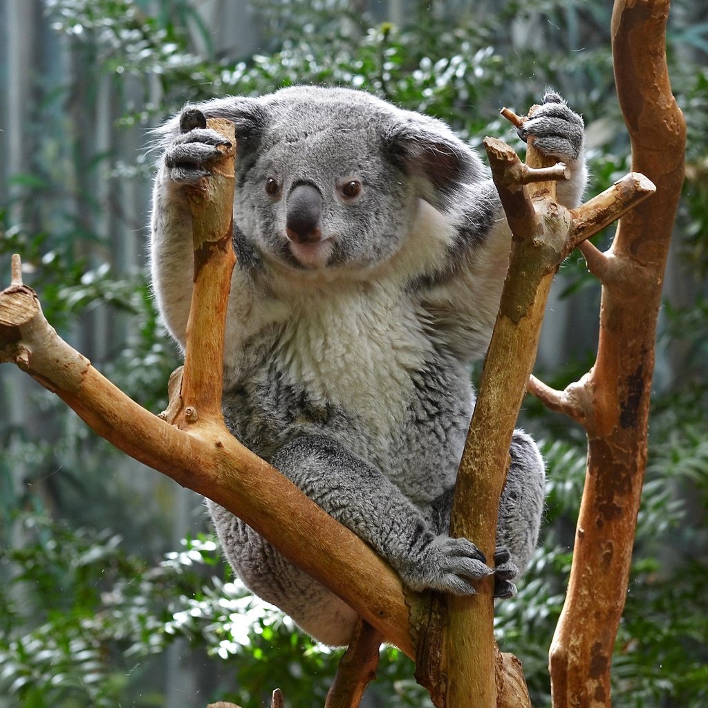 Обои природа, дерево, животные, коала, сумчатые, nature, tree, animals, koala, marsupials разрешение 2730x1920 Загрузить