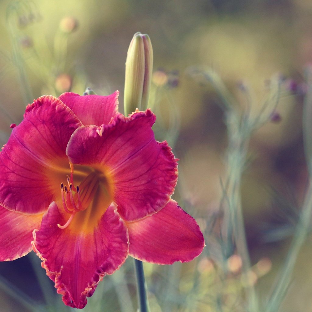 Обои макро, цветок, лепестки, размытость, лилейник, macro, flower, petals, blur, daylilies разрешение 5125x3131 Загрузить