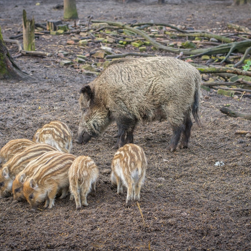Обои мама, свинья, кабаны, кабанчики, поросята, кабанята, mom, pig, boars, hog, pigs разрешение 2048x1365 Загрузить