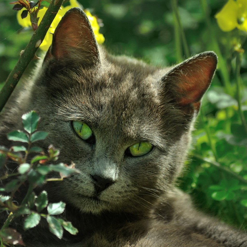 Обои природа, кот, листва, кошка, зеленые глаза, nature, cat, foliage, green eyes разрешение 2314x1537 Загрузить