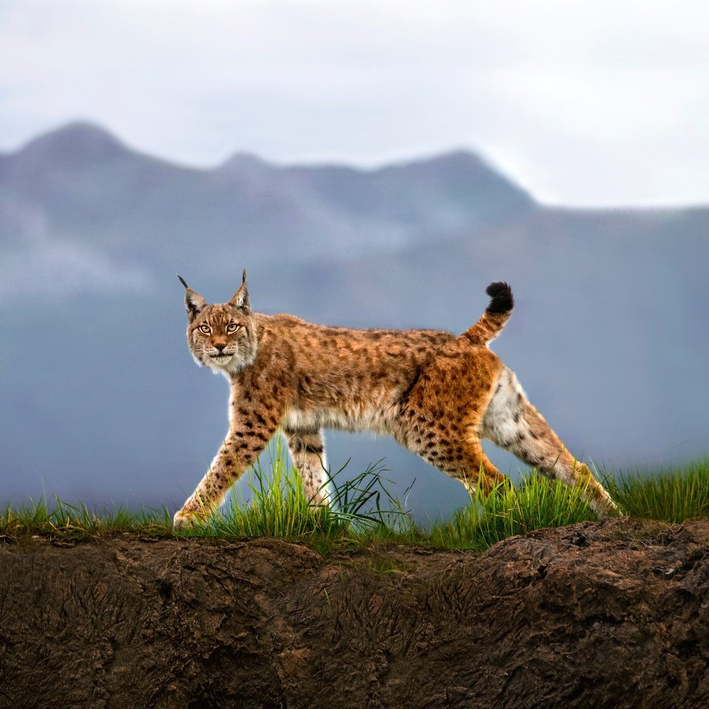 Обои трава, горы, рысь, взгляд, хищник, дикая кошка, grass, mountains, lynx, look, predator, wild cat разрешение 2500x1597 Загрузить