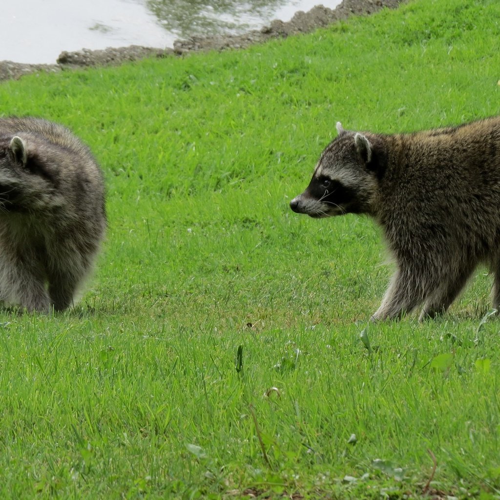 Обои трава, природа, животные, еноты, енот, grass, nature, animals, raccoons, raccoon разрешение 2048x1151 Загрузить