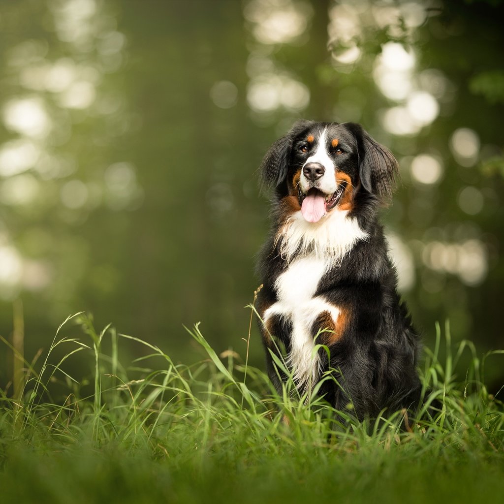 Обои морда, трава, взгляд, собака, язык, бернский зенненхунд, face, grass, look, dog, language, bernese mountain dog разрешение 2048x1326 Загрузить