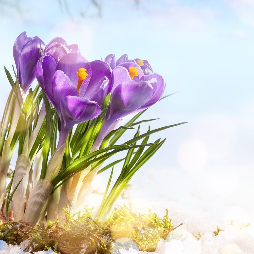Обои цветы, снег, весна, крокусы, flowers, snow, spring, crocuses разрешение 1920x1200 Загрузить