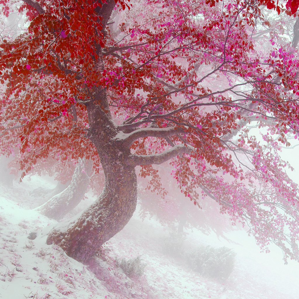 Обои деревья, снег, природа, листья, зима, туман, осень, vitalfoto, trees, snow, nature, leaves, winter, fog, autumn разрешение 1920x1200 Загрузить