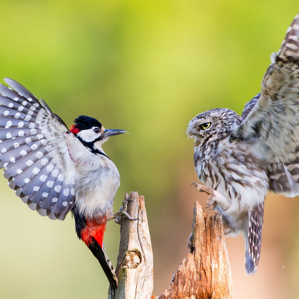 Обои сова, крылья, птицы, клюв, перья, дятел, домовый сыч, owl, wings, birds, beak, feathers, woodpecker, the little owl разрешение 3000x2000 Загрузить