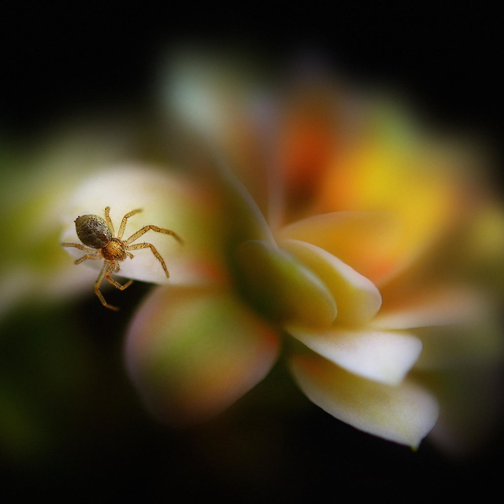 Обои макро, насекомое, цветок, лепестки, размытость, паук, паучок, antonio amati, macro, insect, flower, petals, blur, spider разрешение 2048x1556 Загрузить