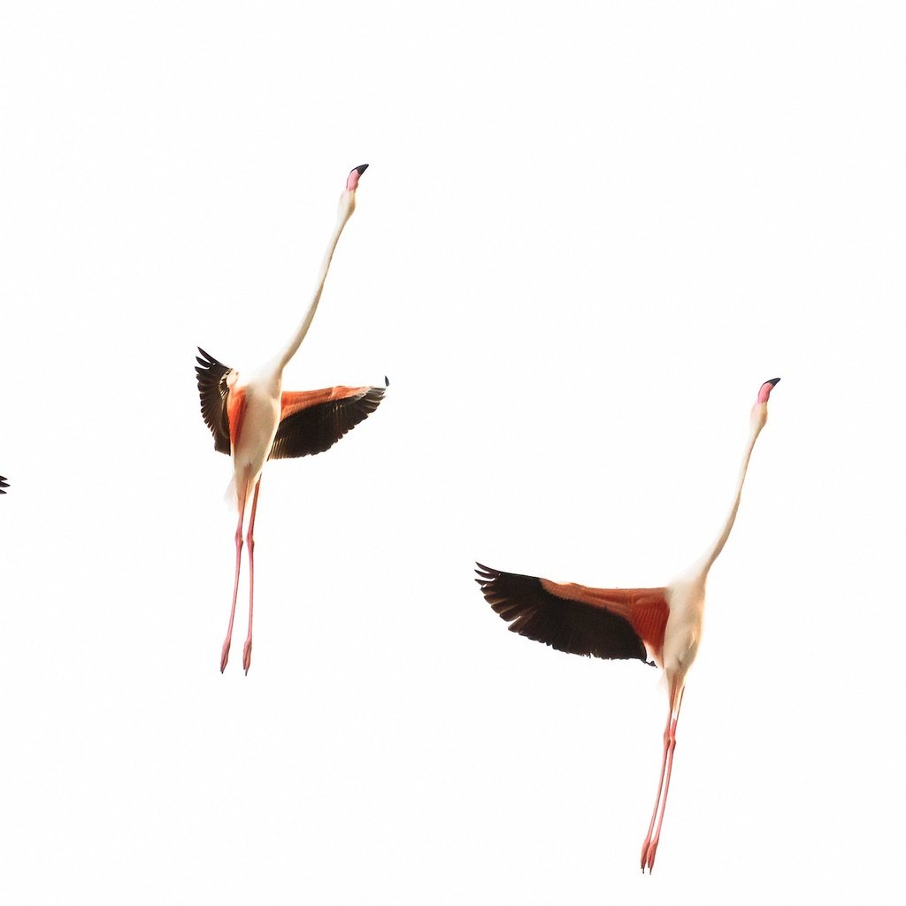 Обои фламинго, крылья, птицы, стая, шея, flamingo, wings, birds, pack, neck разрешение 2048x1272 Загрузить