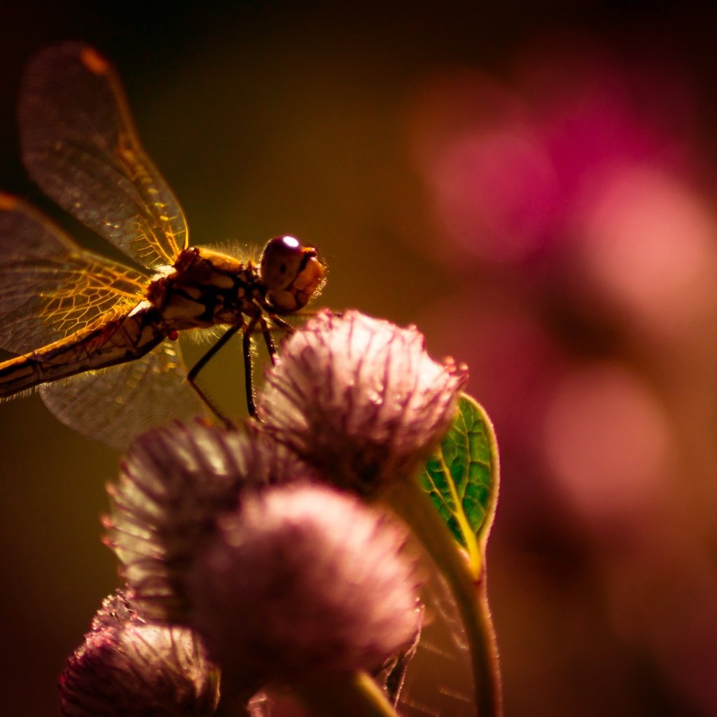 Обои цветы, макро, насекомое, крылья, размытость, стрекоза, flowers, macro, insect, wings, blur, dragonfly разрешение 4445x2804 Загрузить