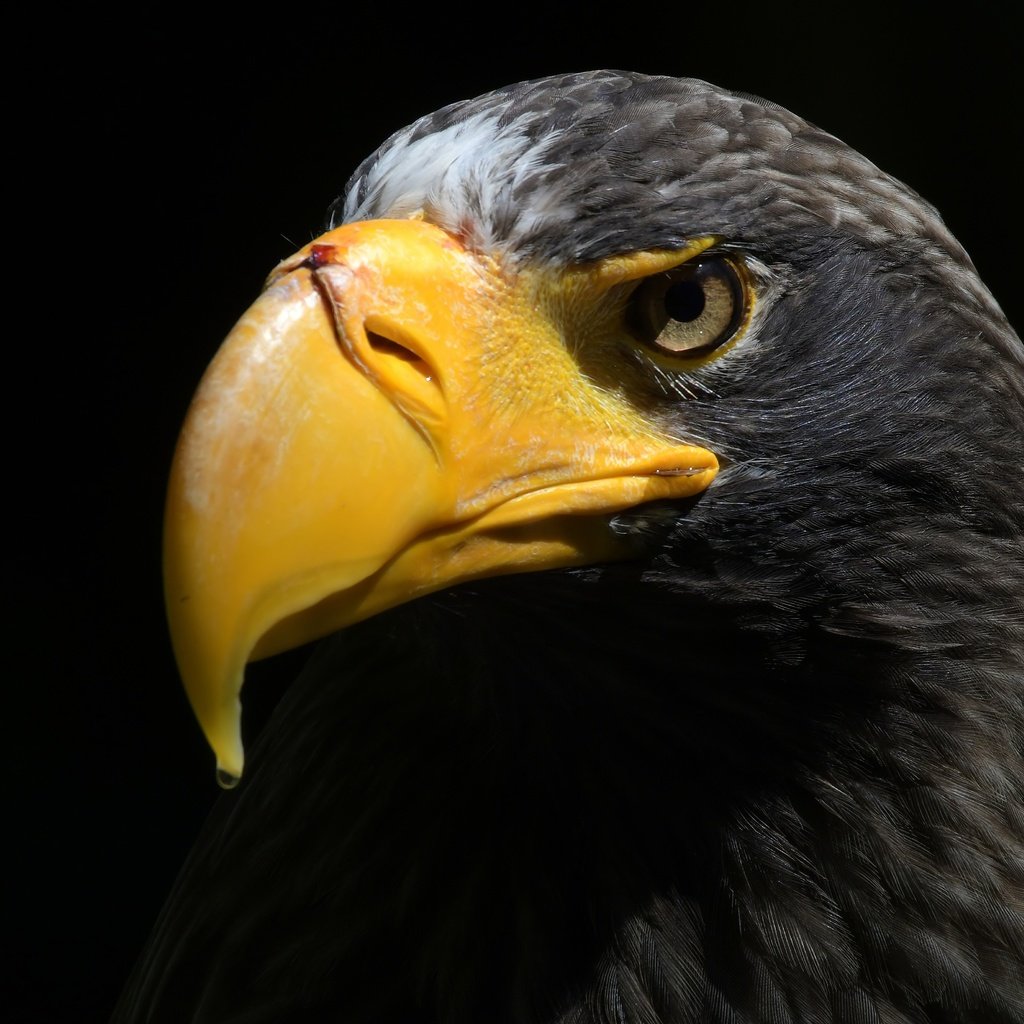 Обои орел, птица, клюв, черный фон, перья, орлан, прел, eagle, bird, beak, black background, feathers, orlan, prel разрешение 5212x3281 Загрузить