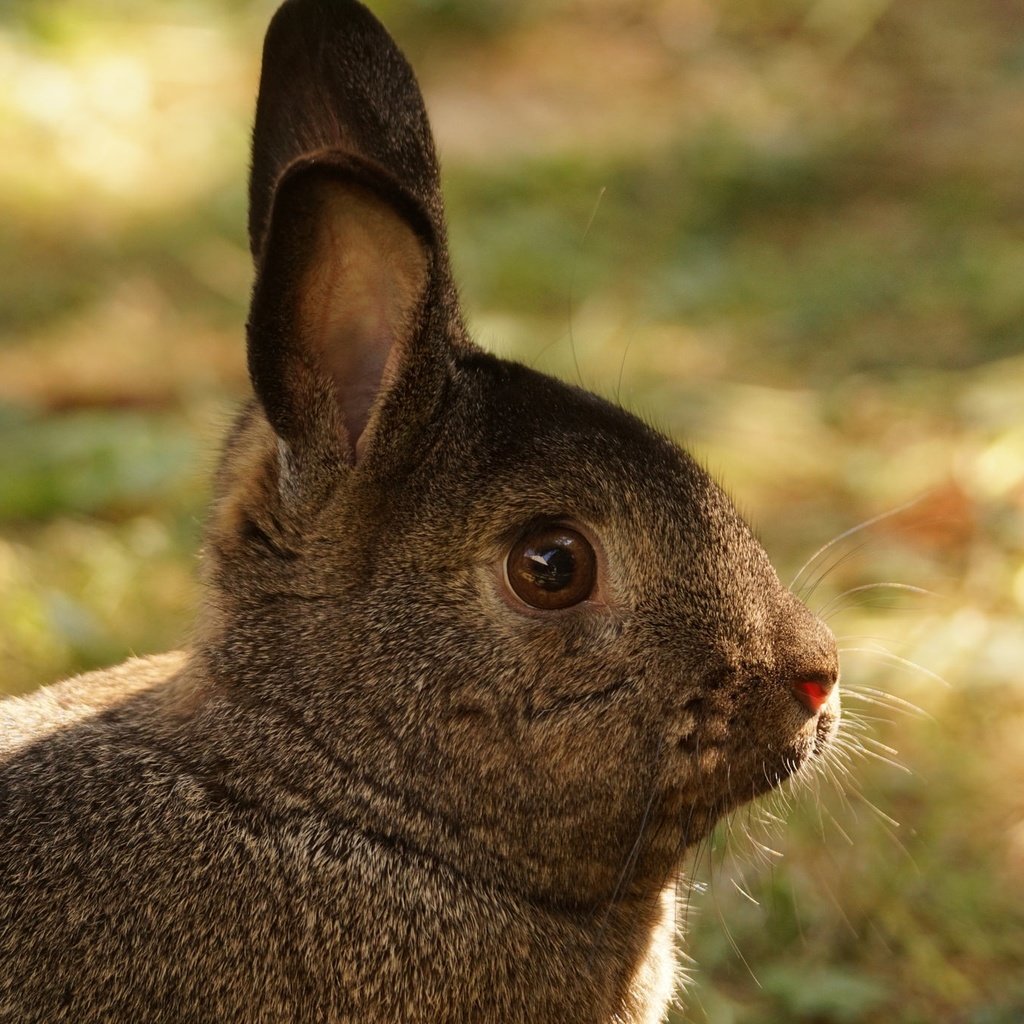 Обои трава, мордочка, взгляд, ушки, кролик, заяц, grass, muzzle, look, ears, rabbit, hare разрешение 2048x1365 Загрузить