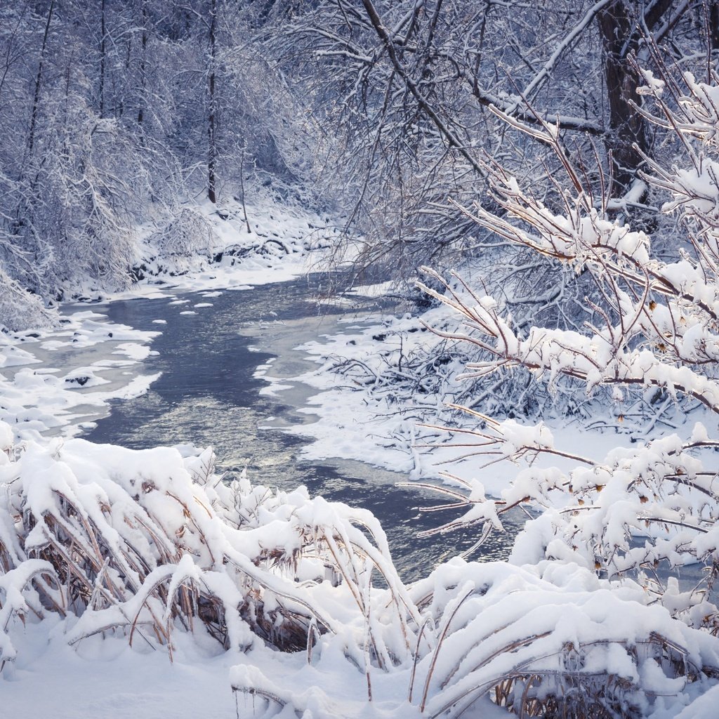 Обои деревья, река, снег, природа, лес, зима, пейзаж, trees, river, snow, nature, forest, winter, landscape разрешение 2880x1800 Загрузить