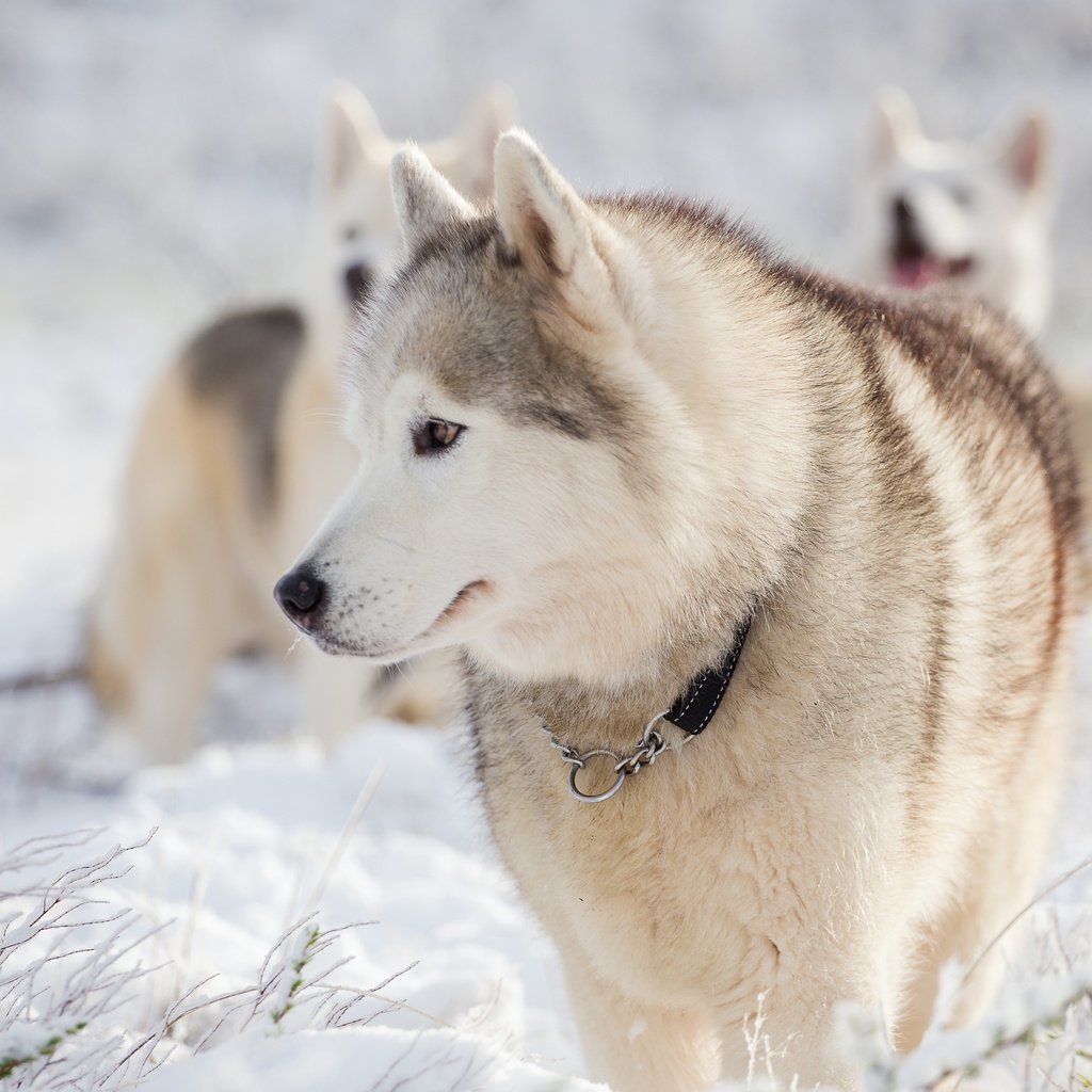 Обои снег, зима, мордочка, взгляд, хаски, собаки, snow, winter, muzzle, look, husky, dogs разрешение 3840x2400 Загрузить