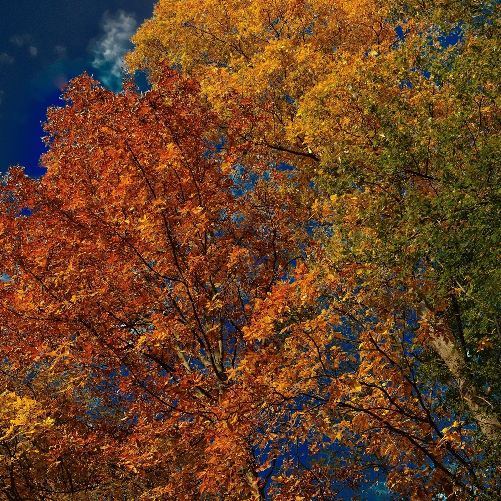 Обои небо, деревья, листья, осень, the sky, trees, leaves, autumn разрешение 3600x2401 Загрузить