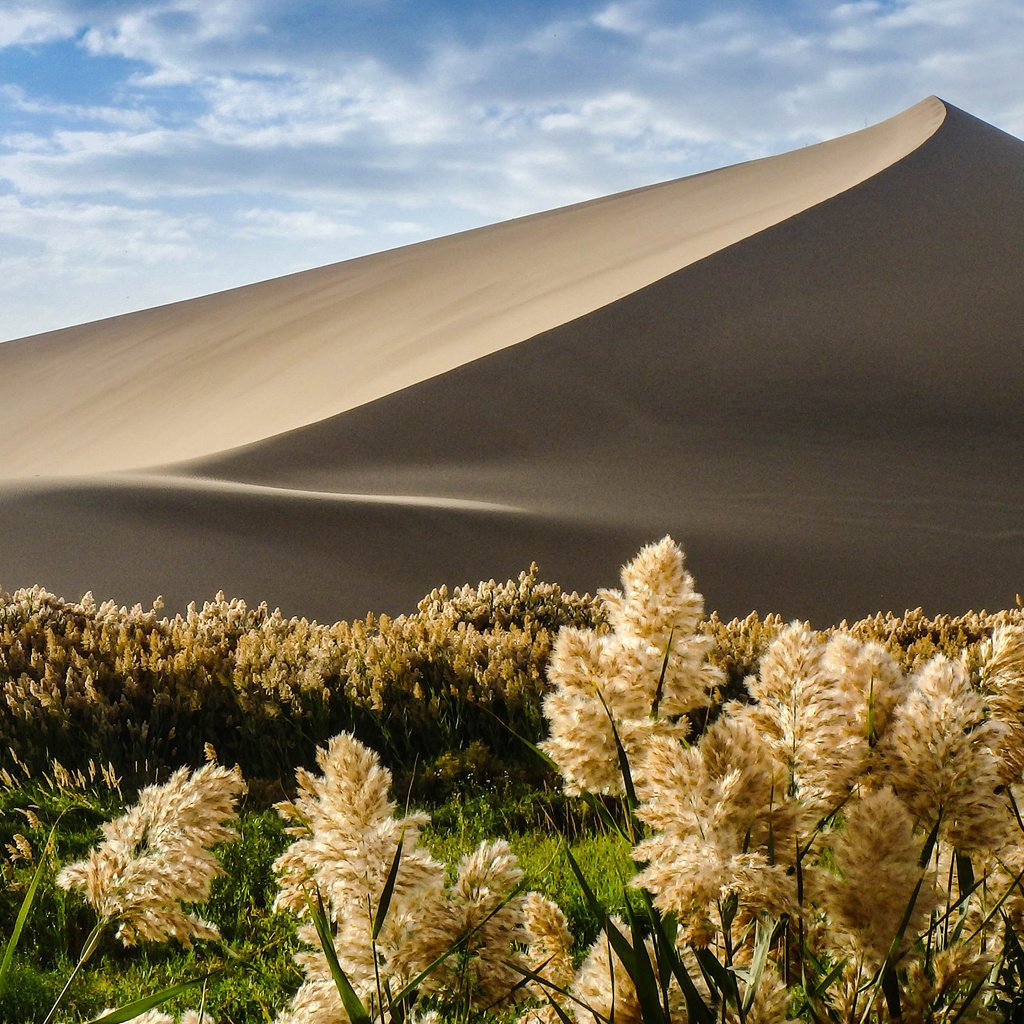 Обои природа, растения, песок, пустыня, дюна, nature, plants, sand, desert, dune разрешение 3840x2400 Загрузить