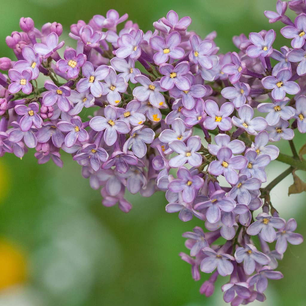 Обои цветы, весна, сирень, flowers, spring, lilac разрешение 1920x1200 Загрузить