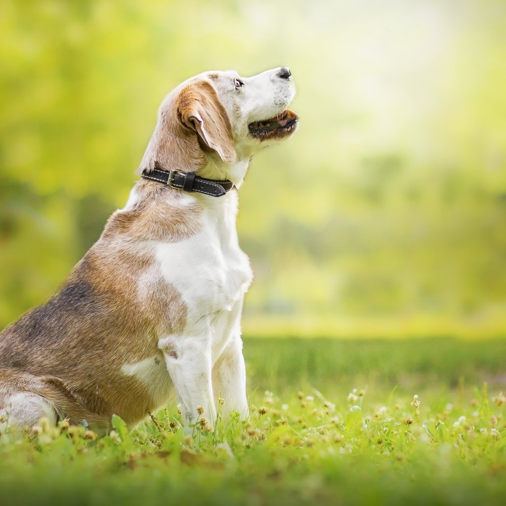 Обои природа, собака, луг, профиль, ошейник, бигль, nature, dog, meadow, profile, collar, beagle разрешение 2560x1706 Загрузить