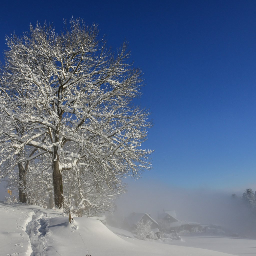 Обои снег, природа, дерево, зима, markus bruggmann, snow, nature, tree, winter разрешение 3840x2400 Загрузить