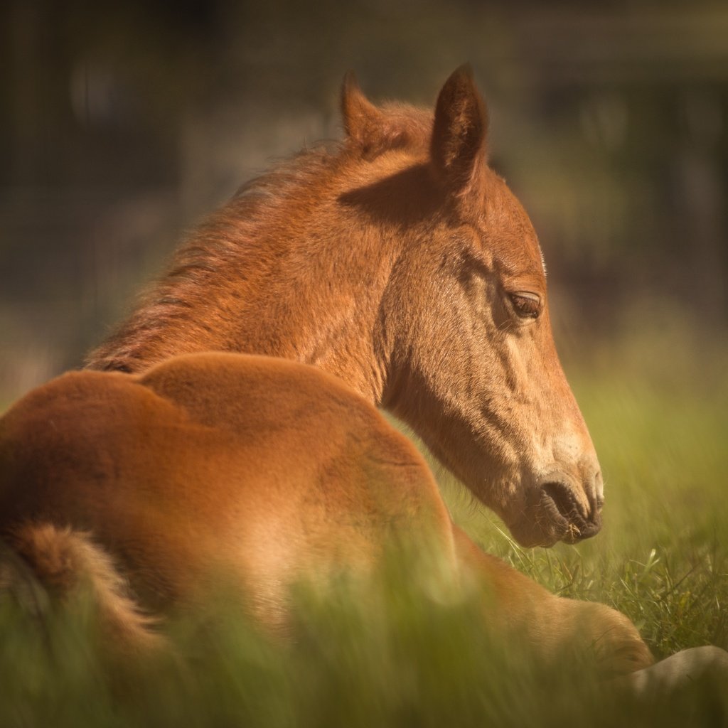 Обои лошадь, трава, животное, конь, horse, grass, animal разрешение 6000x4000 Загрузить