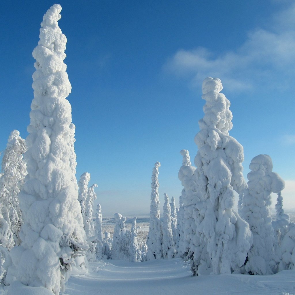 Обои небо, деревья, снег, природа, лес, зима, the sky, trees, snow, nature, forest, winter разрешение 3840x2400 Загрузить