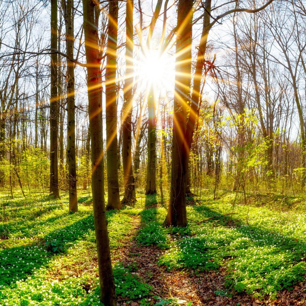 Обои деревья, солнце, природа, растения, лес, стволы, trees, the sun, nature, plants, forest, trunks разрешение 1920x1200 Загрузить