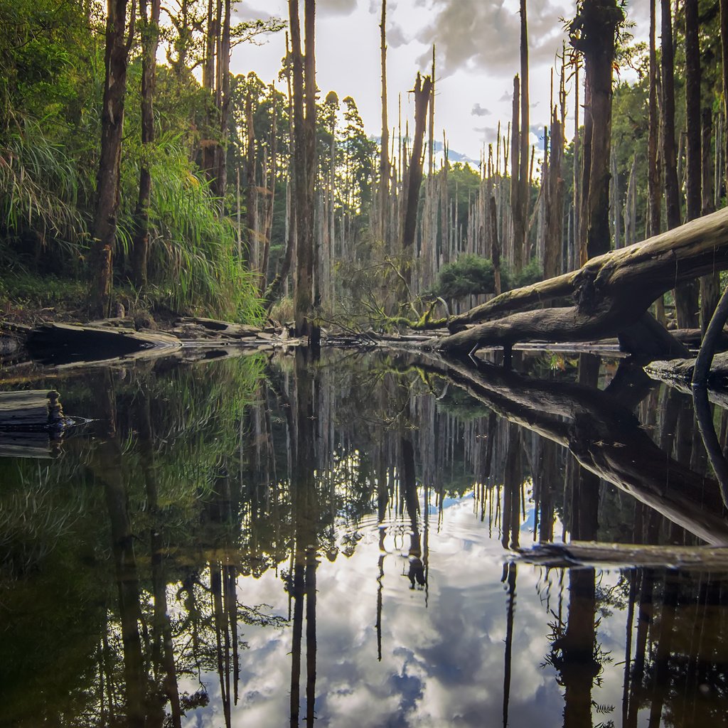 Обои деревья, река, природа, лес, отражение, стволы, бревна, roy_chang, trees, river, nature, forest, reflection, trunks, logs разрешение 2880x1800 Загрузить