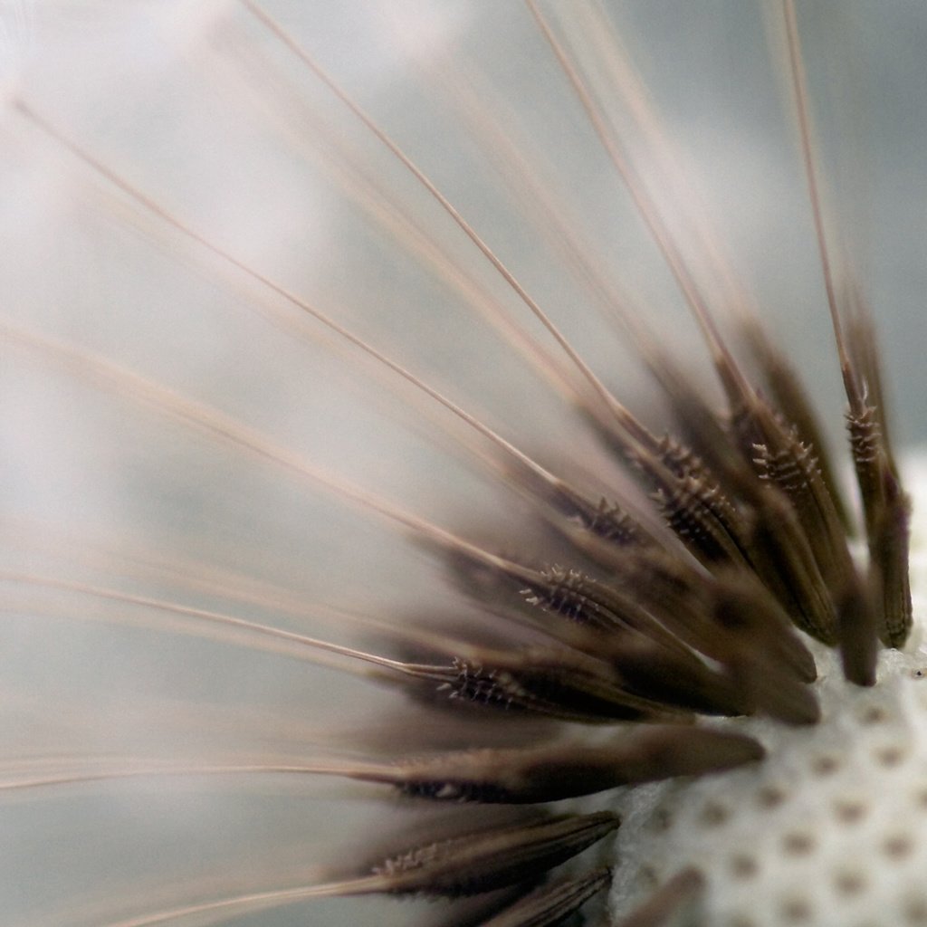 Обои макро, цветок, одуванчик, пушинки, семена одуванчика, macro, flower, dandelion, fuzzes разрешение 1920x1200 Загрузить