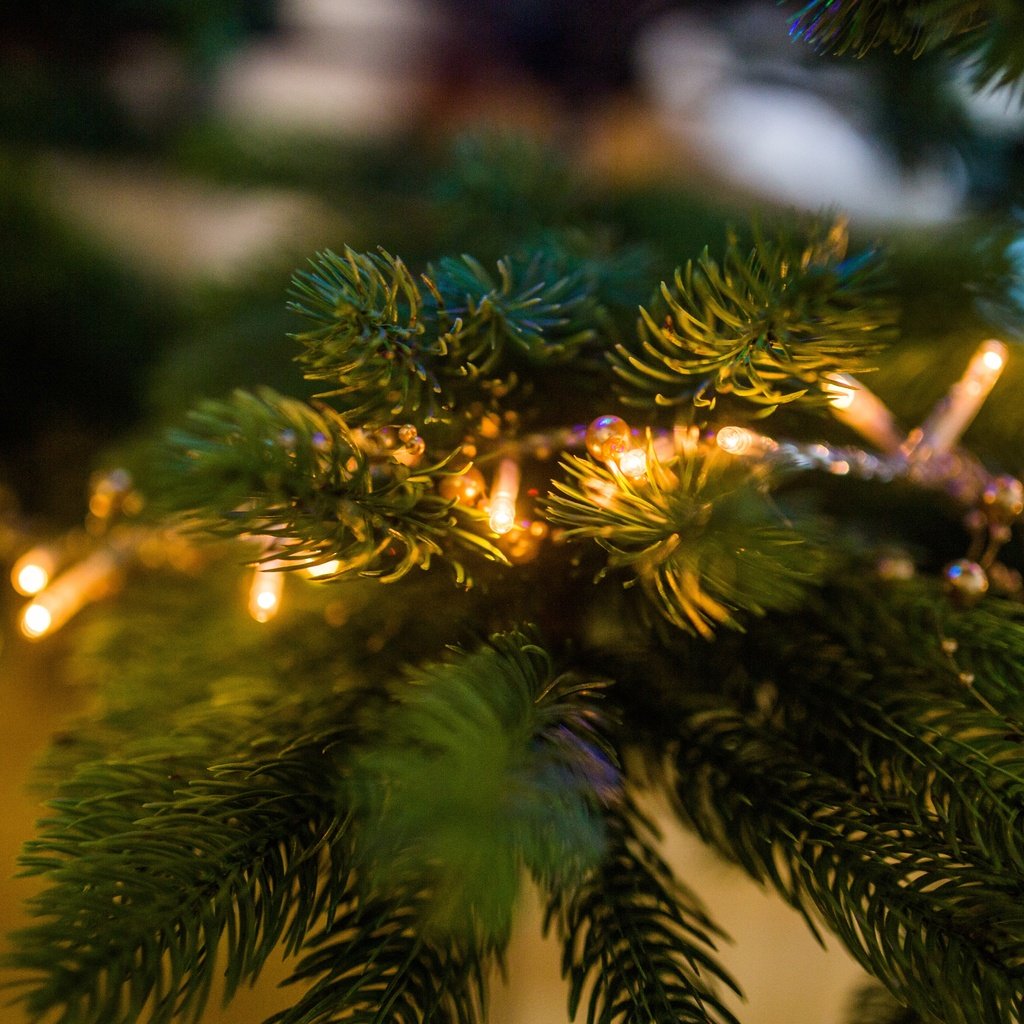 Обои новый год, елка, хвоя, ветки, рождество, огоньки, гирлянда, new year, tree, needles, branches, christmas, lights, garland разрешение 5472x3648 Загрузить