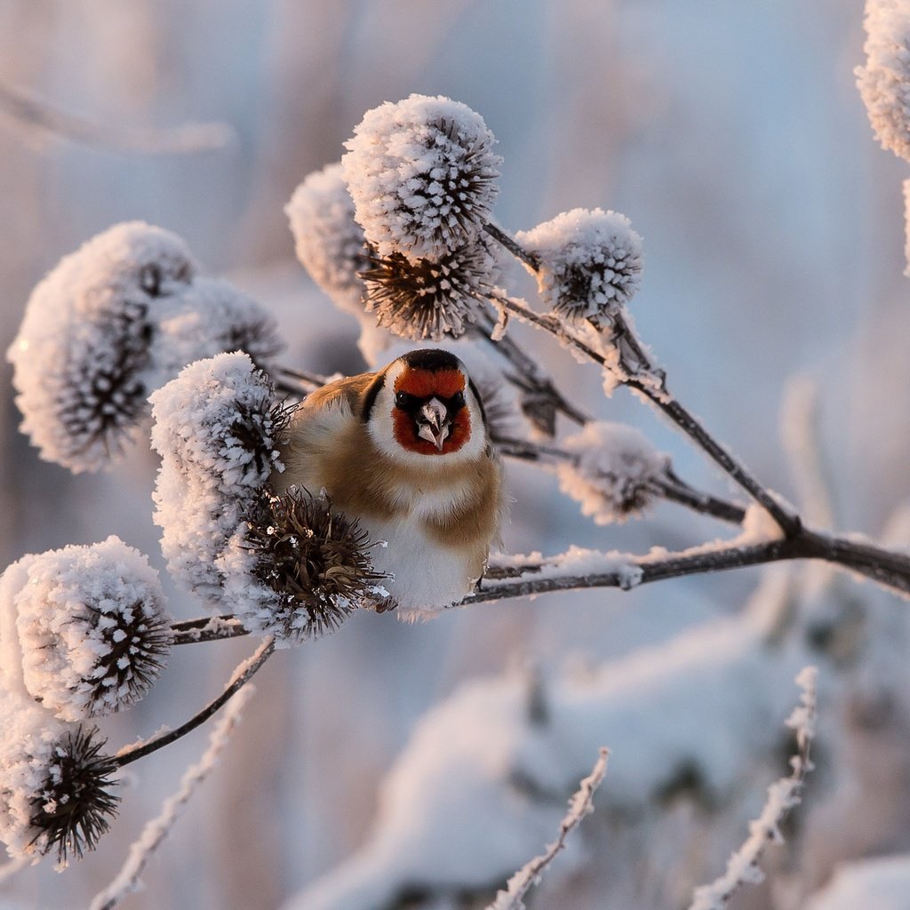 Обои снег, растения, зима, птица, щегол, snow, plants, winter, bird, goldfinch разрешение 2990x1708 Загрузить