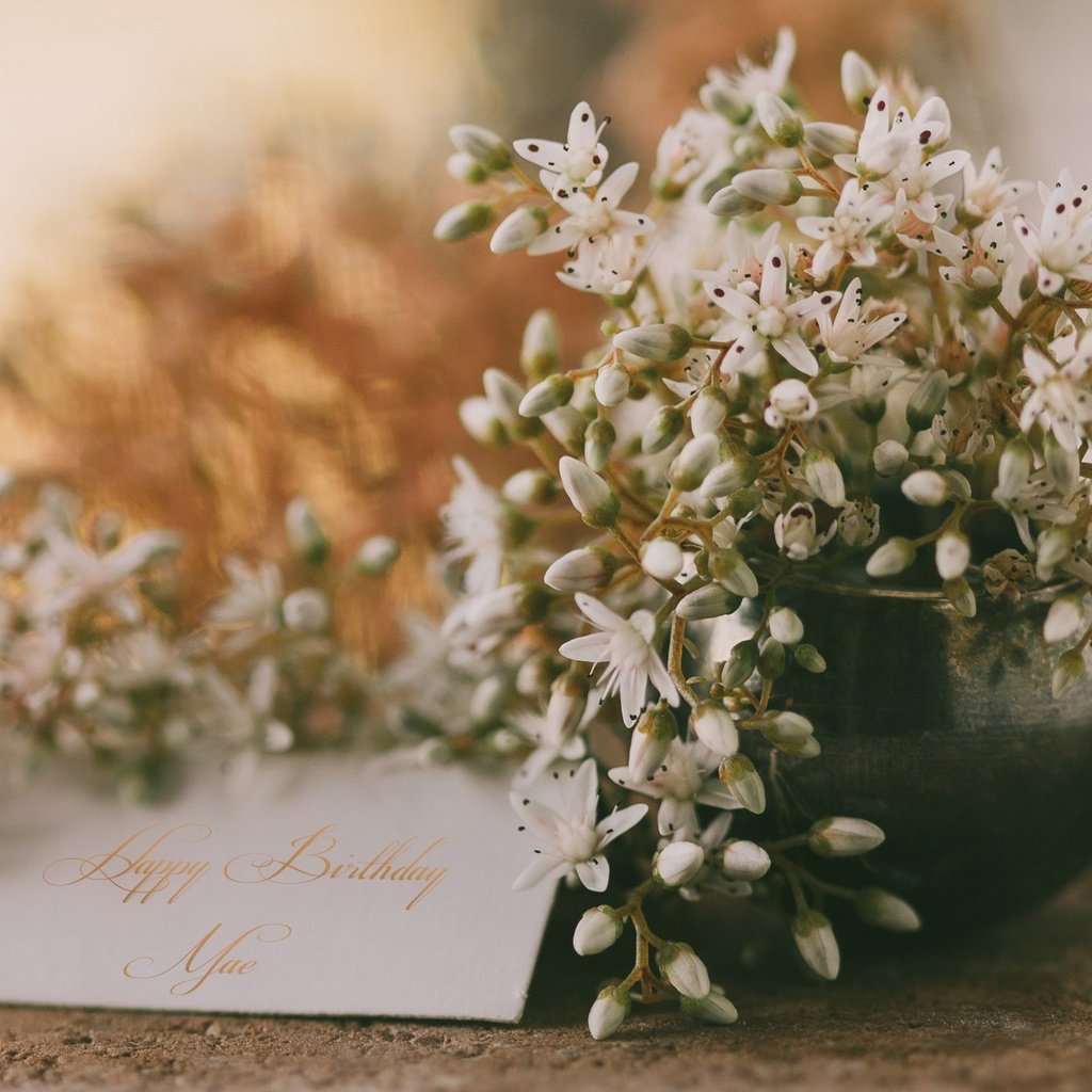 Обои цветы, открытка, поздравления, с днем ​​рождения, flowers, postcard, congratulations, happy birthday разрешение 2048x1229 Загрузить