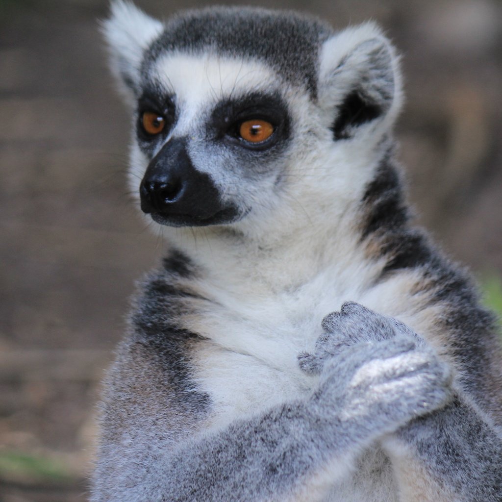 Обои морда, взгляд, лемур, мадагаскар, примат, кошачий лемур, катта, face, look, lemur, madagascar, the primacy of, a ring-tailed lemur, katta разрешение 3456x2304 Загрузить