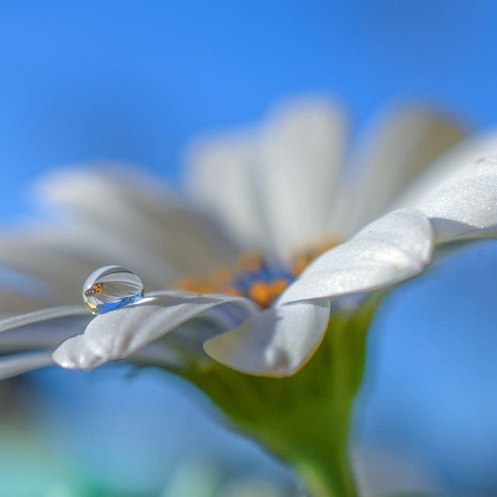 Обои небо, макро, цветок, капля, лепестки, белый, ромашка, aylin in the dropland, the sky, macro, flower, drop, petals, white, daisy разрешение 2097x1080 Загрузить