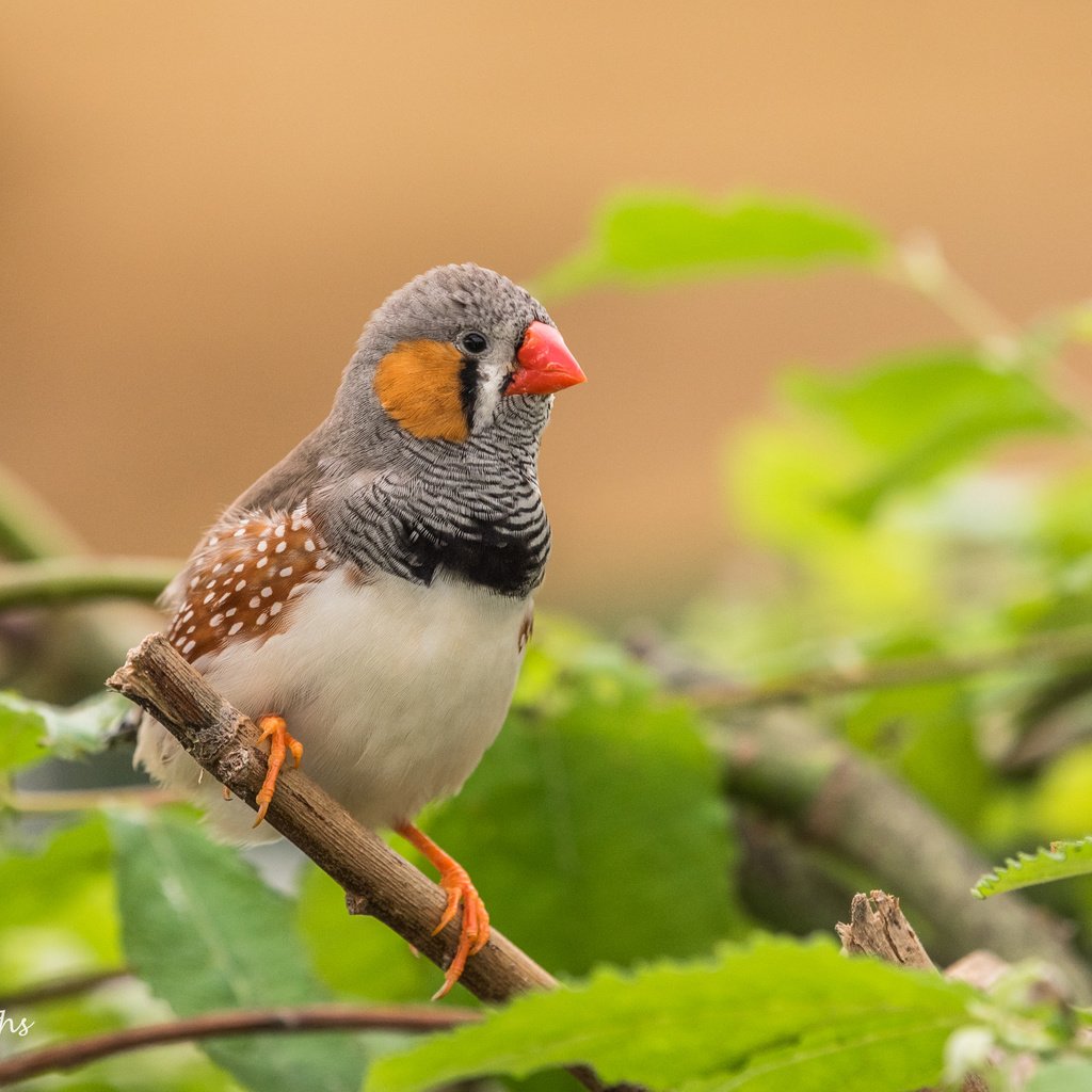 Обои листья, ветки, птица, клюв, перья, зебровая амадина, амадина, lynn griffiths, zebra finch, leaves, branches, bird, beak, feathers, the finch, amadina разрешение 4277x2855 Загрузить