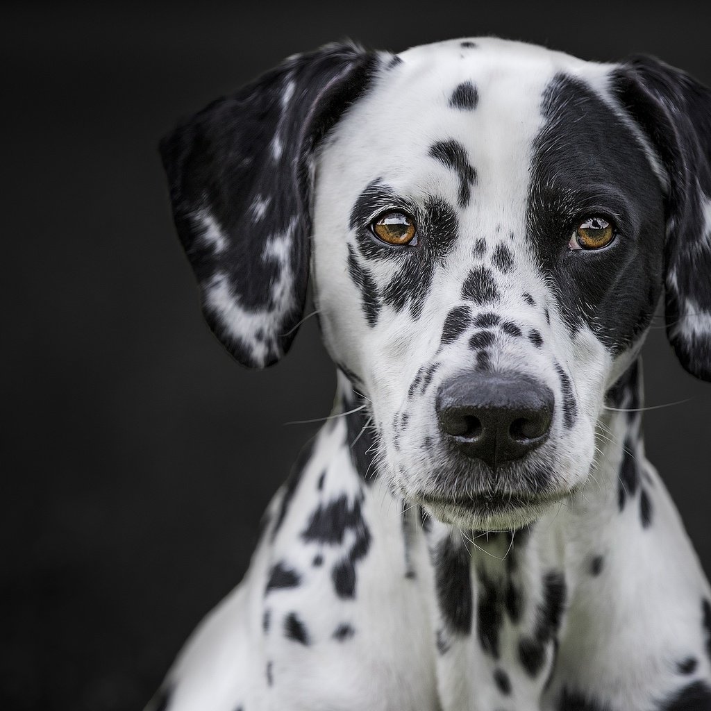 Обои портрет, мордочка, взгляд, собака, черный фон, далматин, portrait, muzzle, look, dog, black background, dalmatian разрешение 2048x1365 Загрузить