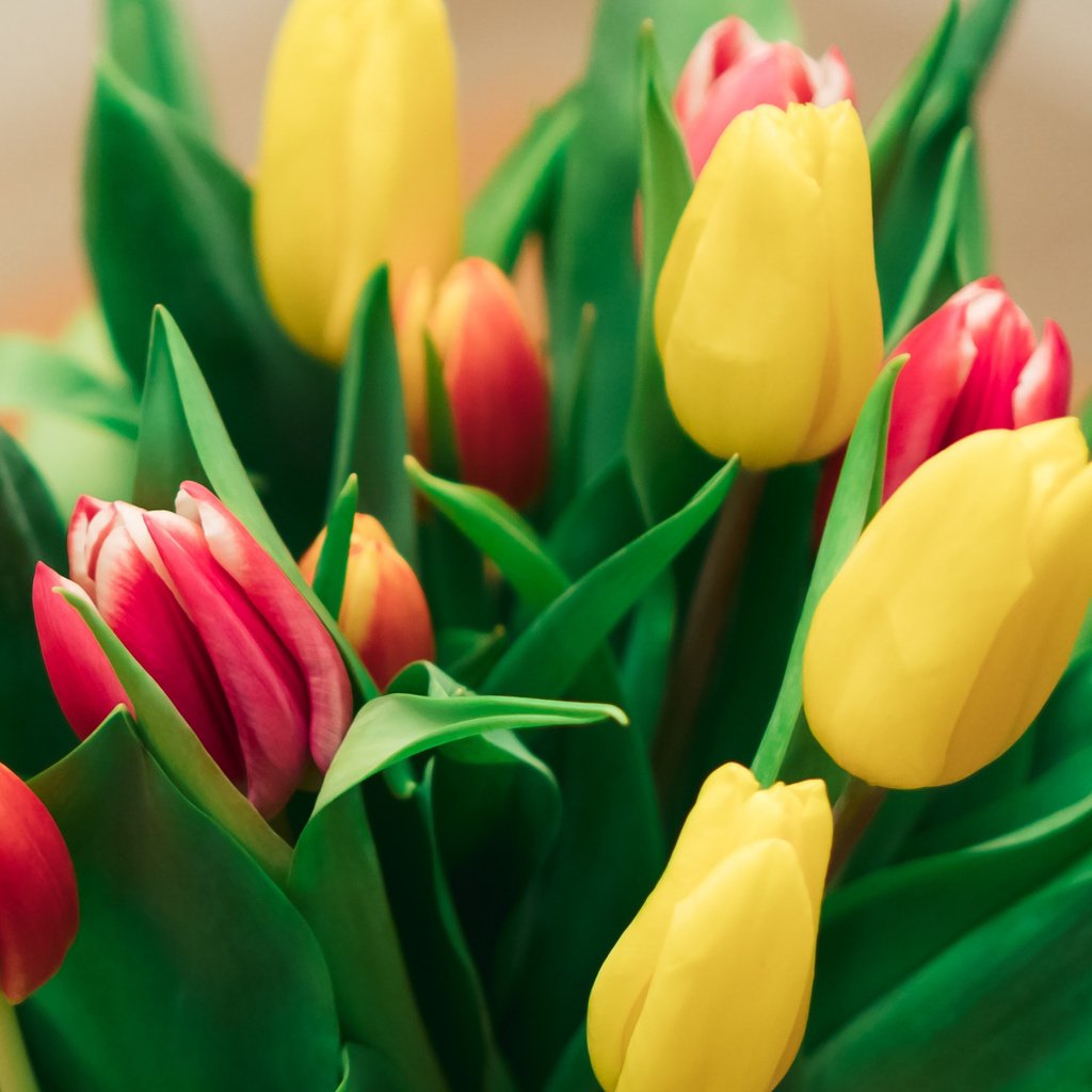 Обои цветы, букет, тюльпаны, красива, flowers, bouquet, tulips, beautiful разрешение 2112x1188 Загрузить
