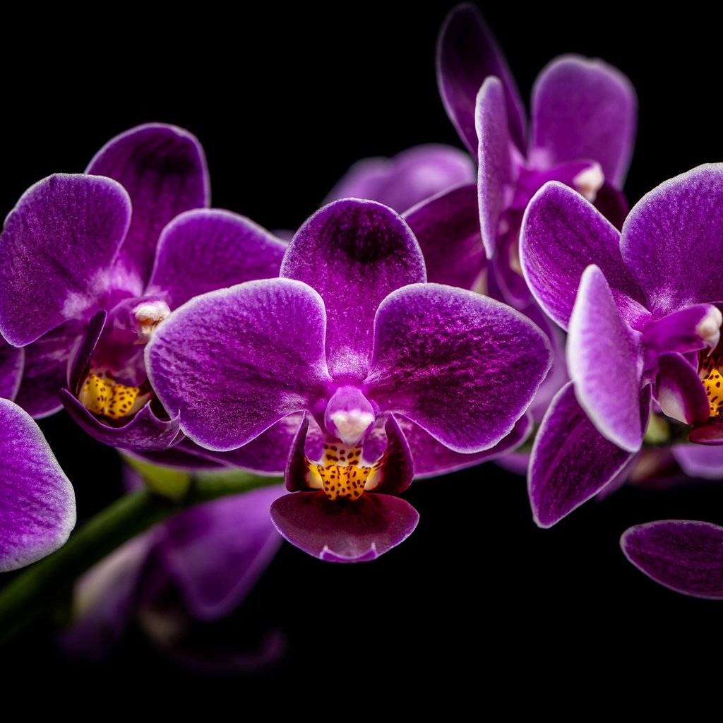 Обои ветка, черный фон, орхидея, орхидеи, сиреневые, branch, black background, orchid, orchids, lilac разрешение 2048x1280 Загрузить