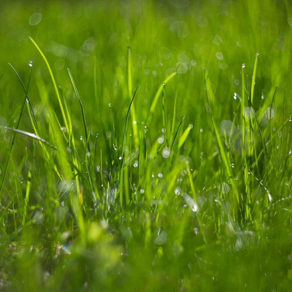 Обои трава, макро, боке, капли росы, grass, macro, bokeh, dew drops разрешение 2184x1456 Загрузить