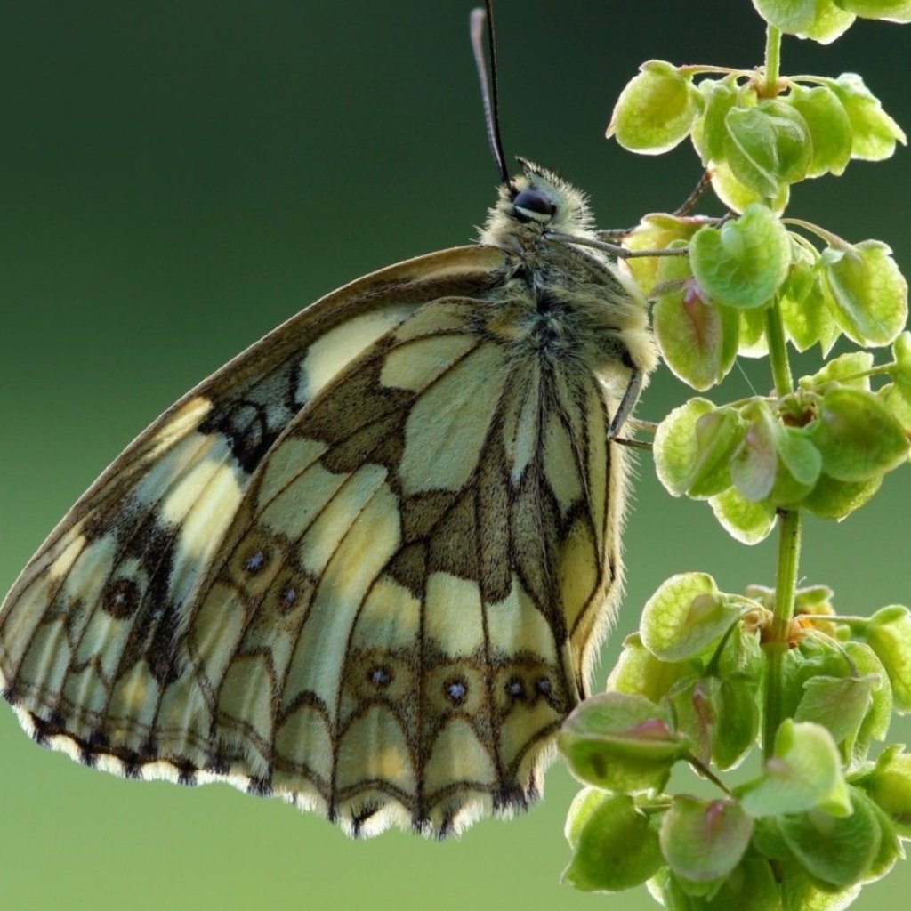 Обои насекомое, фон, бабочка, крылья, галатея, пестроглазка галатея, insect, background, butterfly, wings, galatea разрешение 1920x1080 Загрузить
