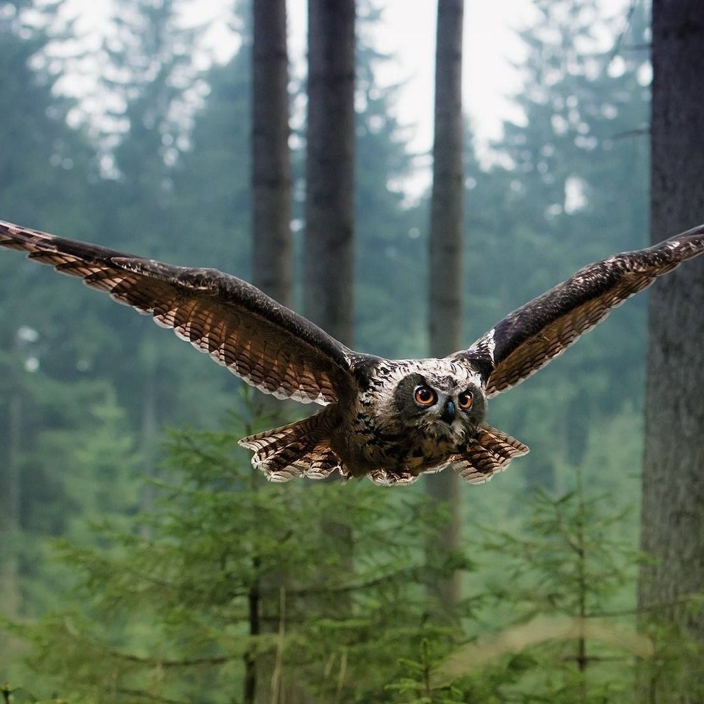 Обои сова, лес, полет, птица, owl, forest, flight, bird разрешение 1920x1080 Загрузить