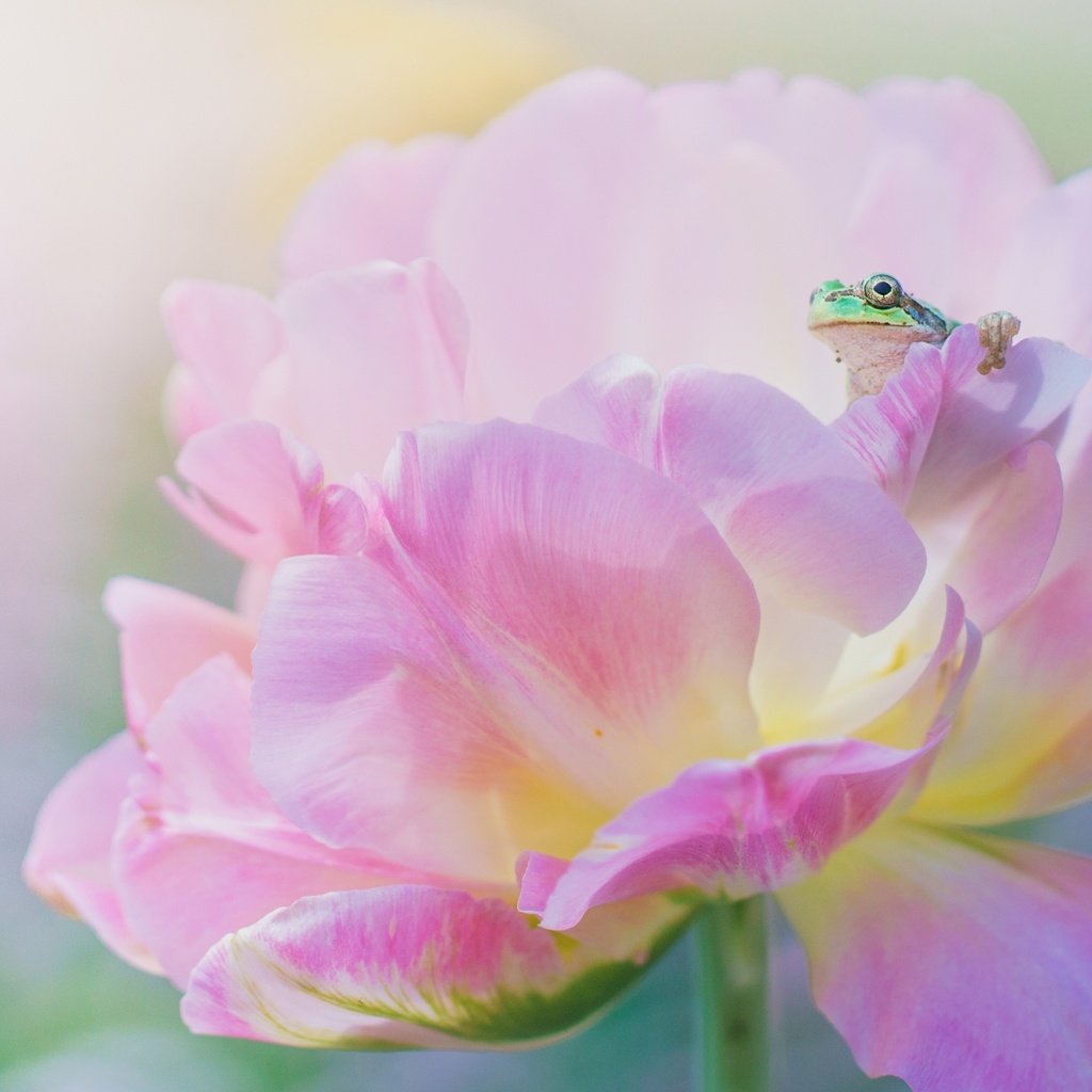 Обои макро, цветок, лепестки, лягушка, розовый, macro, flower, petals, frog, pink разрешение 3840x2160 Загрузить