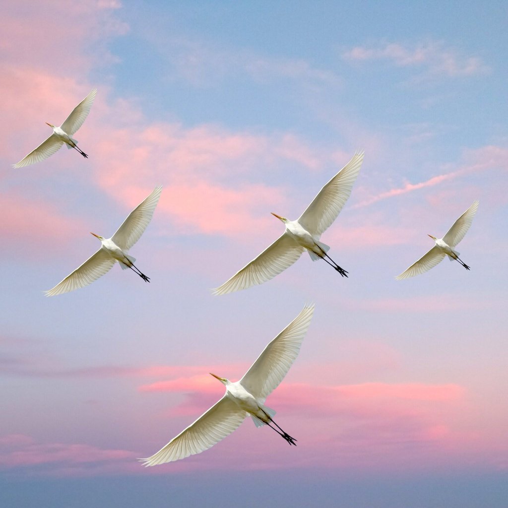 Обои небо, полет, птицы, белая цапля, the sky, flight, birds, white egret разрешение 3750x3000 Загрузить