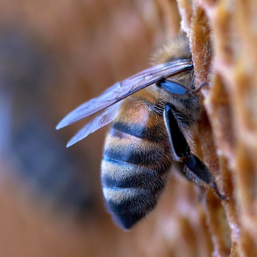 Обои макро, насекомое, соты, пчела, мед, macro, insect, cell, bee, honey разрешение 1920x1080 Загрузить