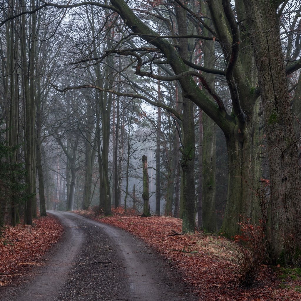 Обои дорога, деревья, природа, лес, листья, осень, road, trees, nature, forest, leaves, autumn разрешение 6000x4000 Загрузить