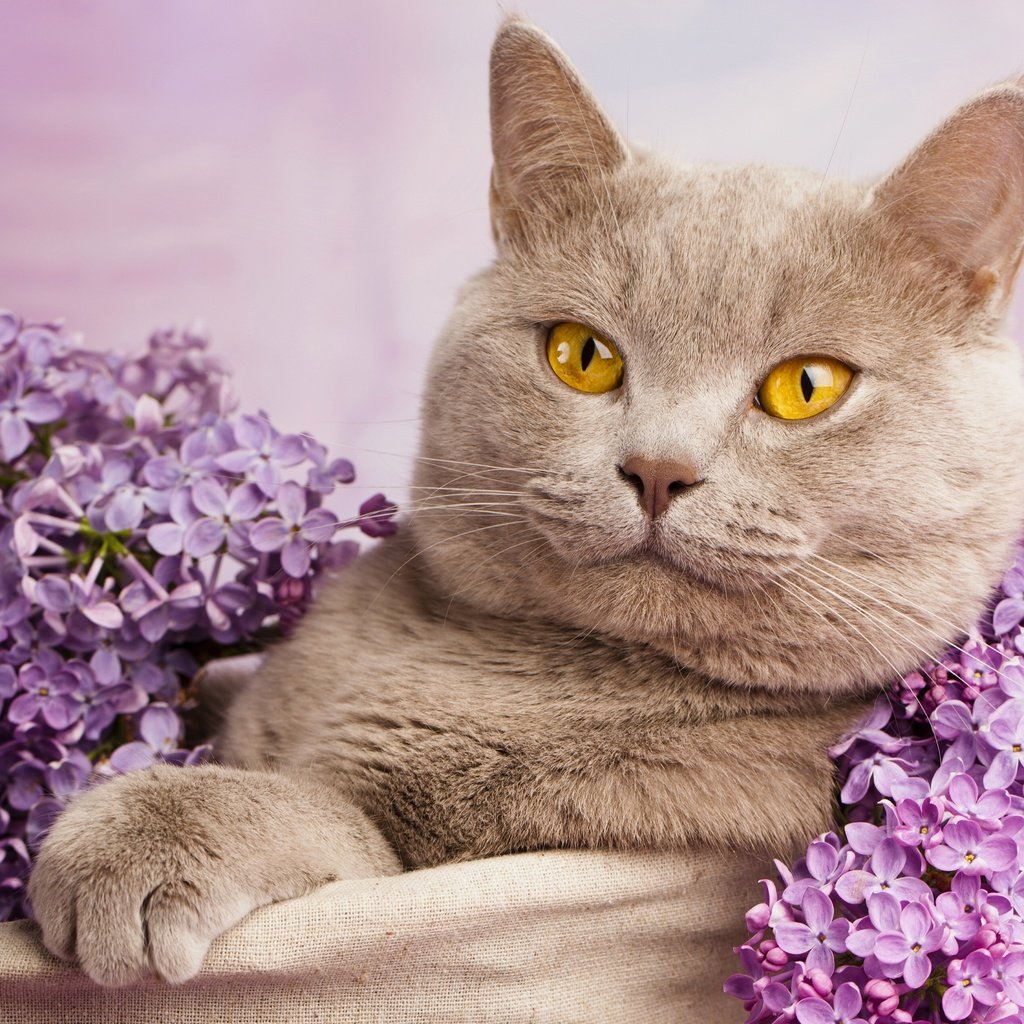 Обои портрет, кот, кошка, сирень, британская короткошерстная, british cat in flowers, portrait, cat, lilac, british shorthair разрешение 4500x3600 Загрузить