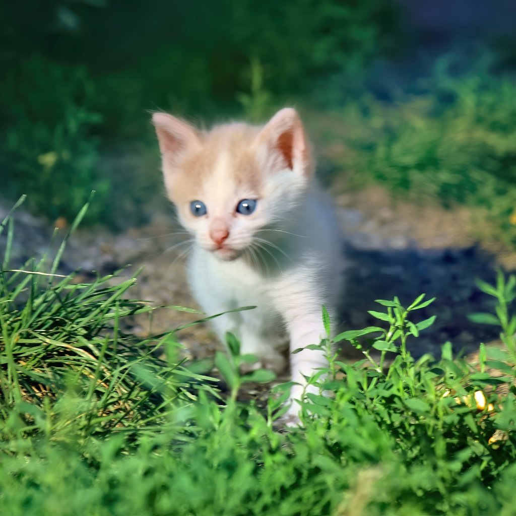 Обои трава, кот, мордочка, кошка, взгляд, котенок, grass, cat, muzzle, look, kitty разрешение 5184x3456 Загрузить