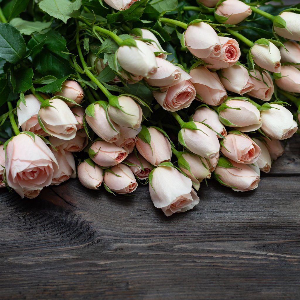Обои цветы, бутоны, розы, букет, розовые, деревянная поверхность, flowers, buds, roses, bouquet, pink, wooden surface разрешение 5184x3456 Загрузить