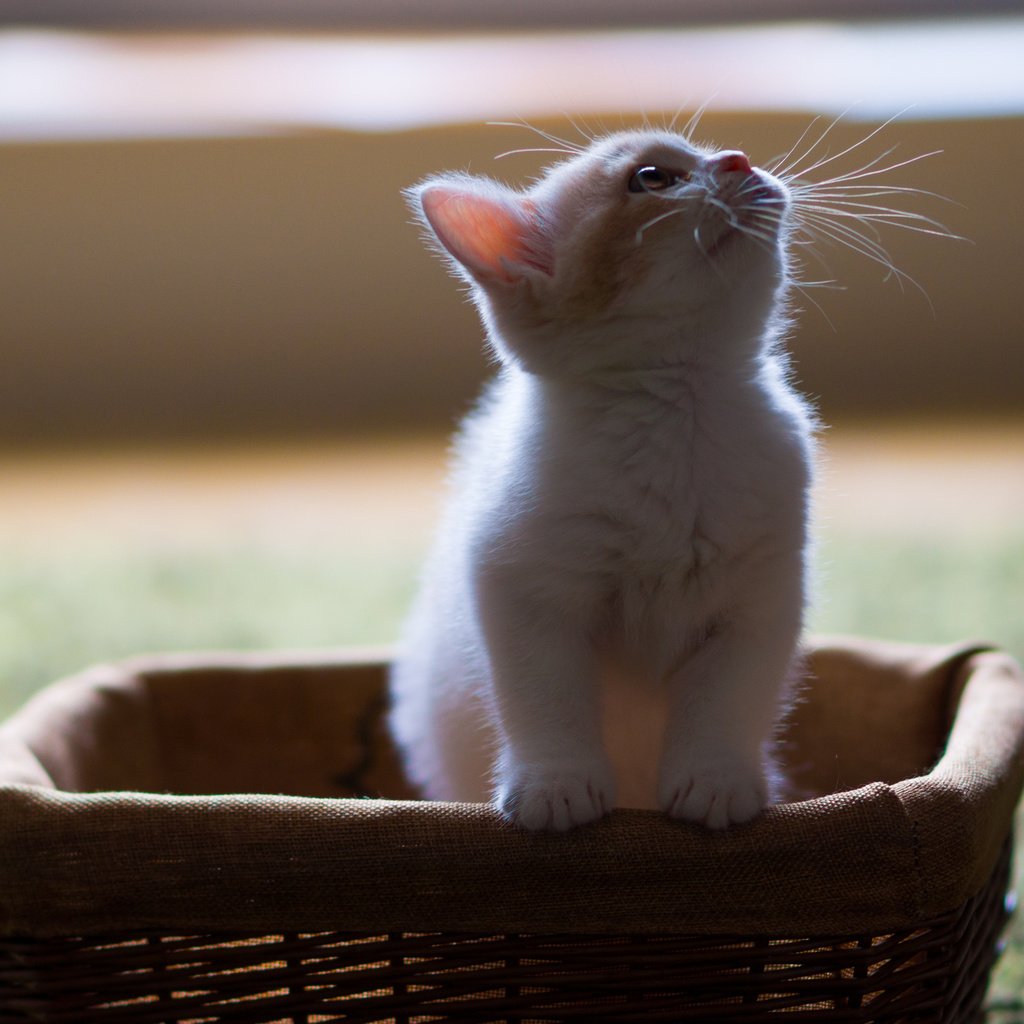 Обои кот, усы, котенок, пушистый, белый, корзина, в коробке, смотрит вверх, cat, mustache, kitty, fluffy, white, basket, in the box разрешение 2048x1365 Загрузить