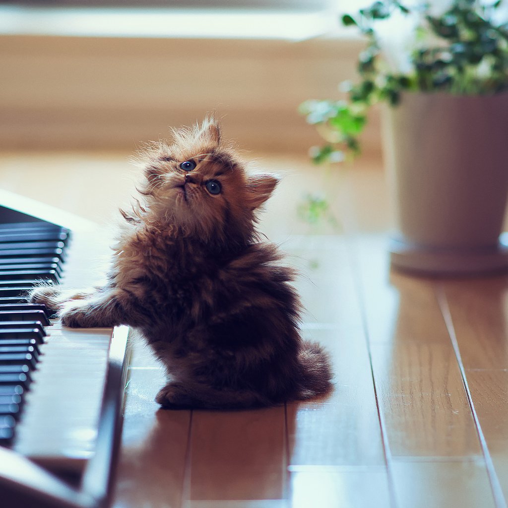 Обои животные, игривый, кот, синтезатор, котенок, пушистый, пол, клавиши, ben torode, дейзи, daisy, animals, playful, cat, synth, kitty, fluffy, floor, keys разрешение 2048x1500 Загрузить