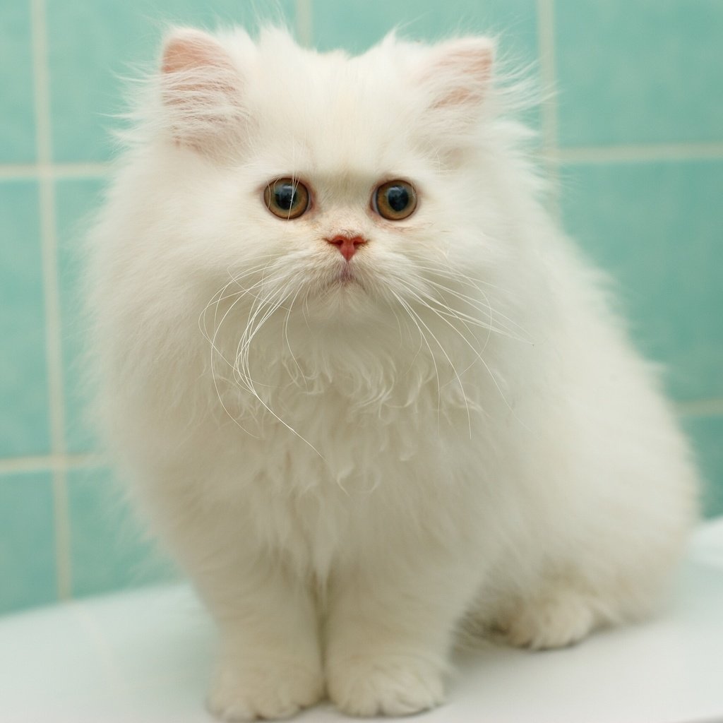 Обои котенок, пушистый, белый, перс, персидская кошка, kitty, fluffy, white, pers, persian cat разрешение 2048x1371 Загрузить