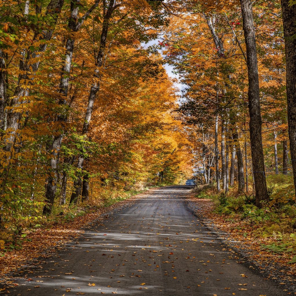Обои дорога, деревья, природа, лес, осень, road, trees, nature, forest, autumn разрешение 3840x2160 Загрузить